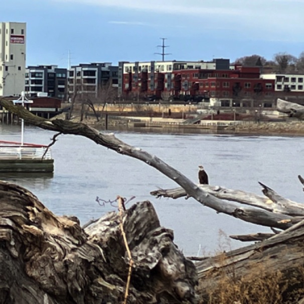 Raspberry Island eagle (Apr)